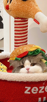 戴汉堡头套的猫咪萌宠搞笑壁纸
