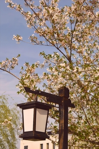 春日樱花与复古路灯风景