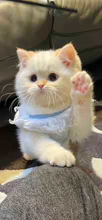 可爱白色小猫举手卖萌治愈系壁纸
